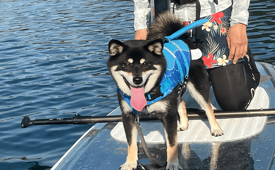 愛犬とカヤック&SUP体験